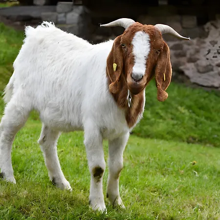 Muellerjoergenhof جوتاخ